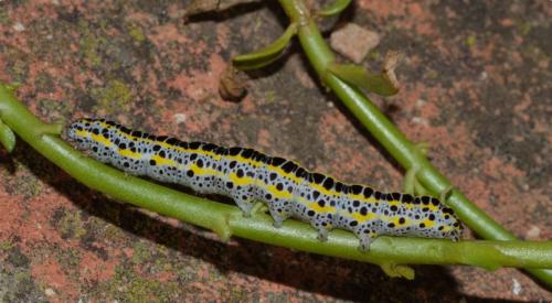 Réf. 196 262 : Calophasia sp.